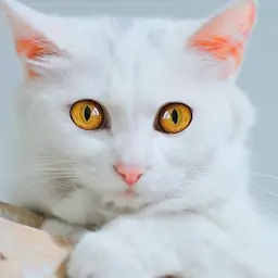 小猫喵喵喵