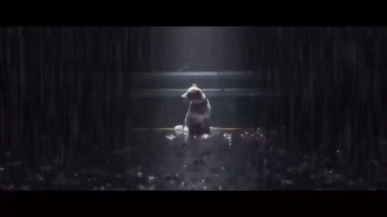 动物收容所2（闪迹云游戏）