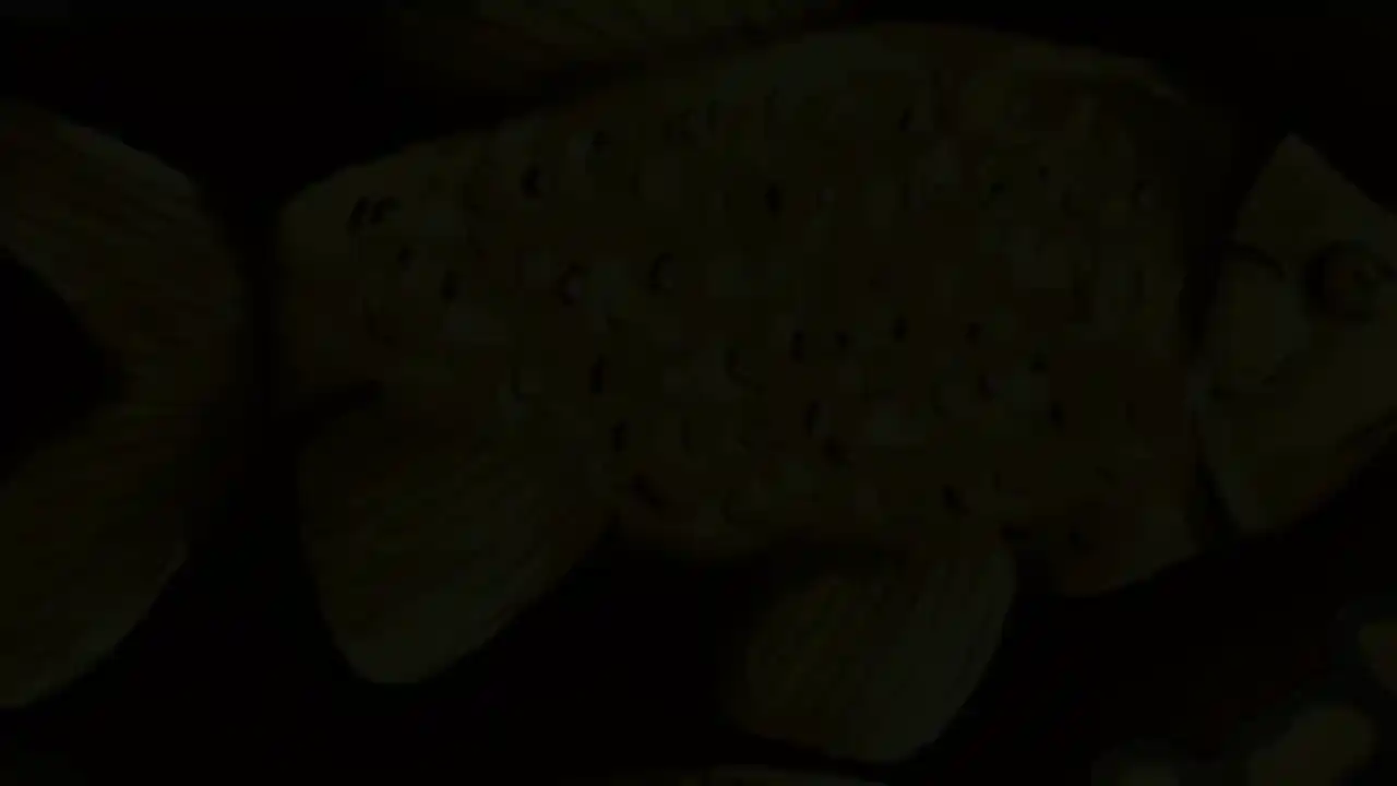 Greenlake Fish Tournament