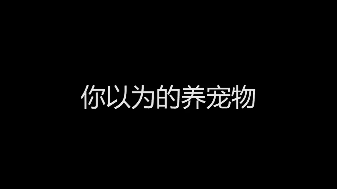 我的可爱宠物屋